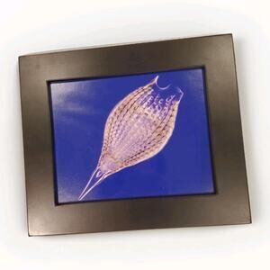 Framed Photo Of Zooplankton